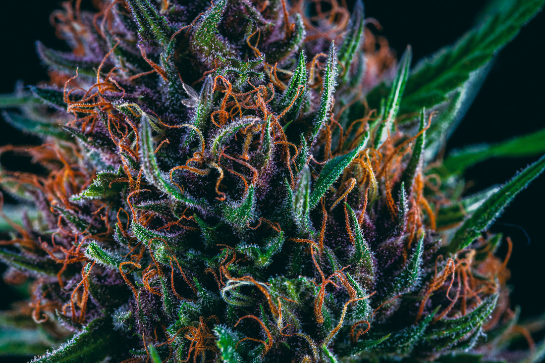 What is CBG? Discover the Health Benefits and Effects on the Human Body